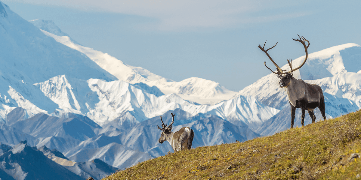 Wildlife & Nature