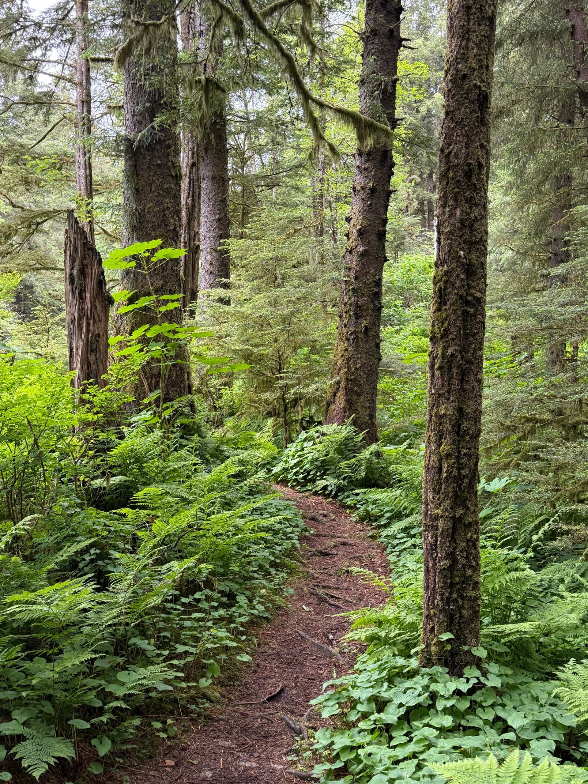 Mosquito Cove Estuary Walk: Guided Sitka Hike for Tidal Life and Wildlife