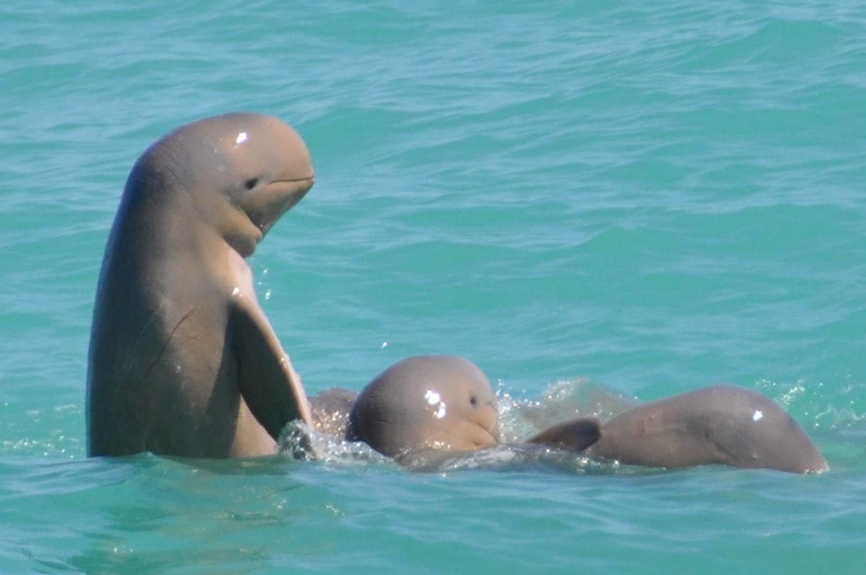 Snubfin Dolphin Cruises with Broome Whale Watching