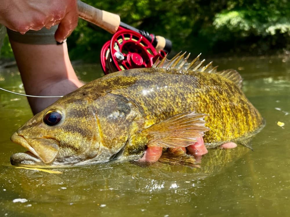 Large smallmouth bass held by angler in sunlit calm creek