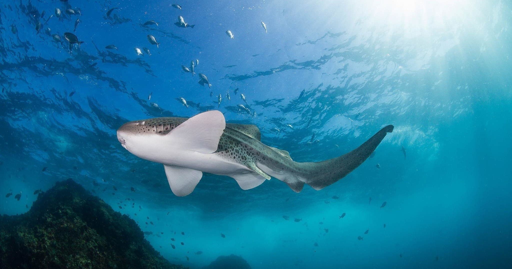Reef shark swimming near coral under sunlit tropical waters