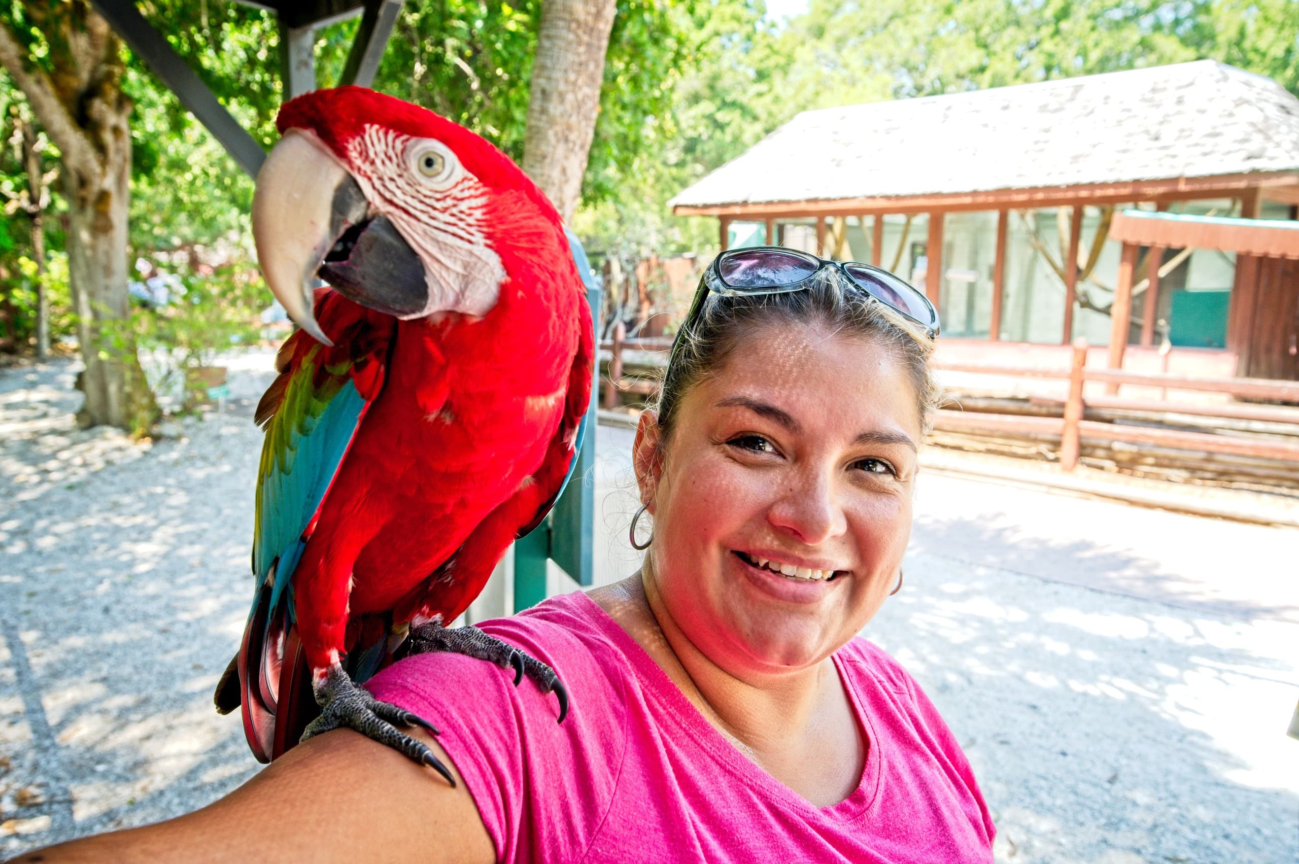Visitor with red macaw on shoulder in sunny Sarasota outdoor aviary