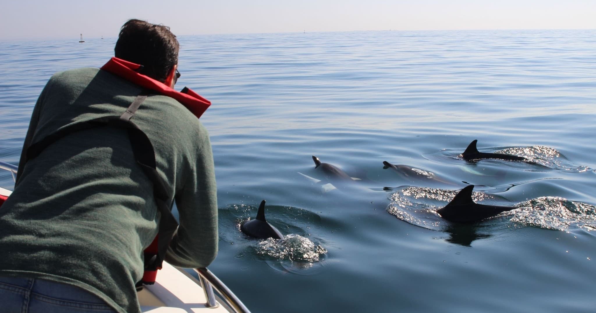 Dolphin Watching in Faro with Islands 4 You