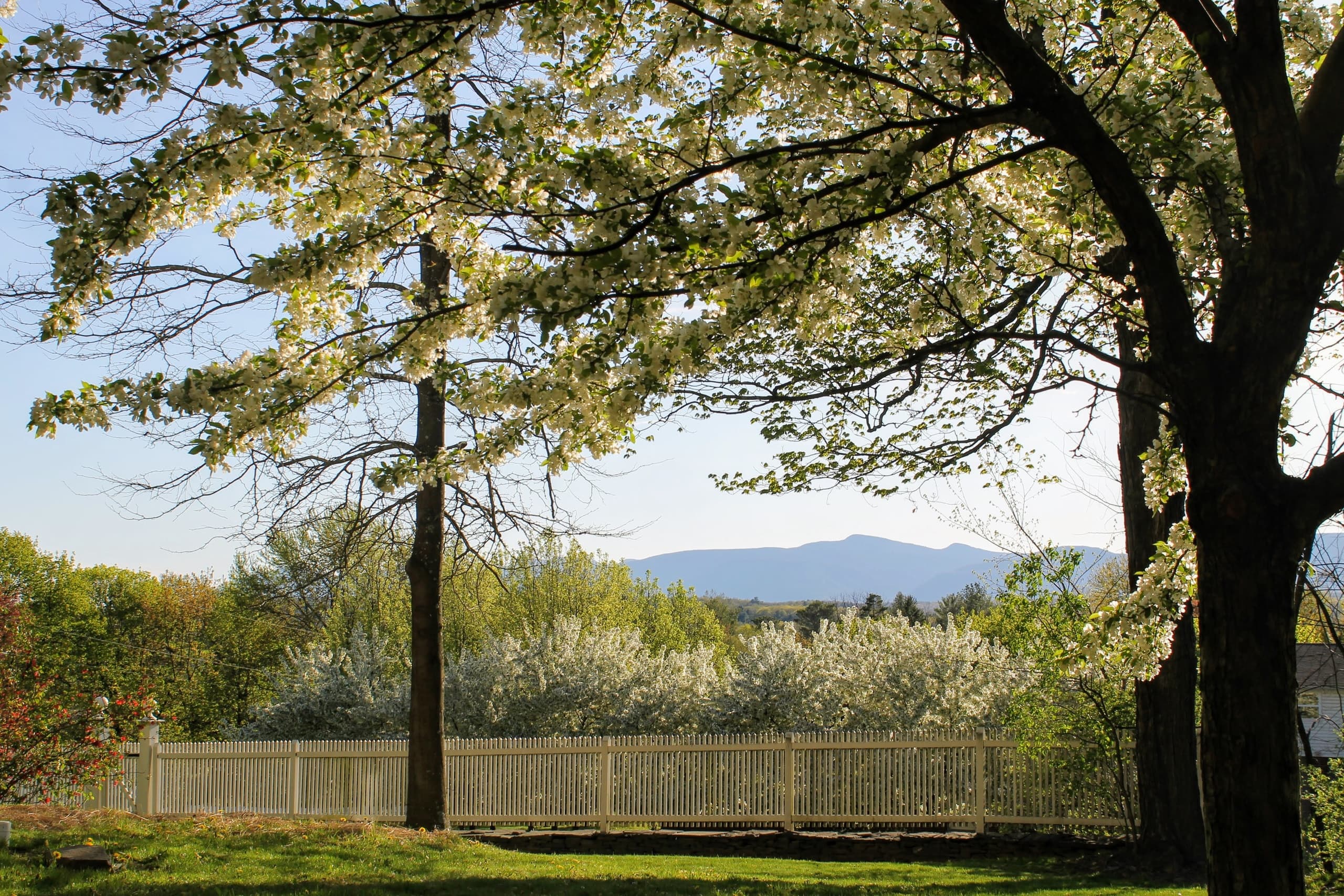 Park landscape with oak trees, fence and distant mountain vista