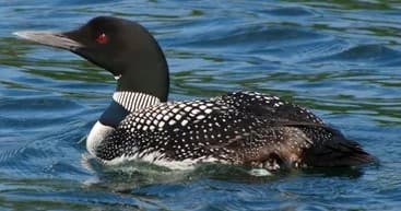 Loon Sighting & Fishing with Mountain Refuge Ranch