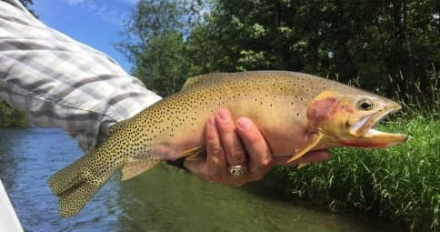 Angler holding brown trout over clear river during fly fishing