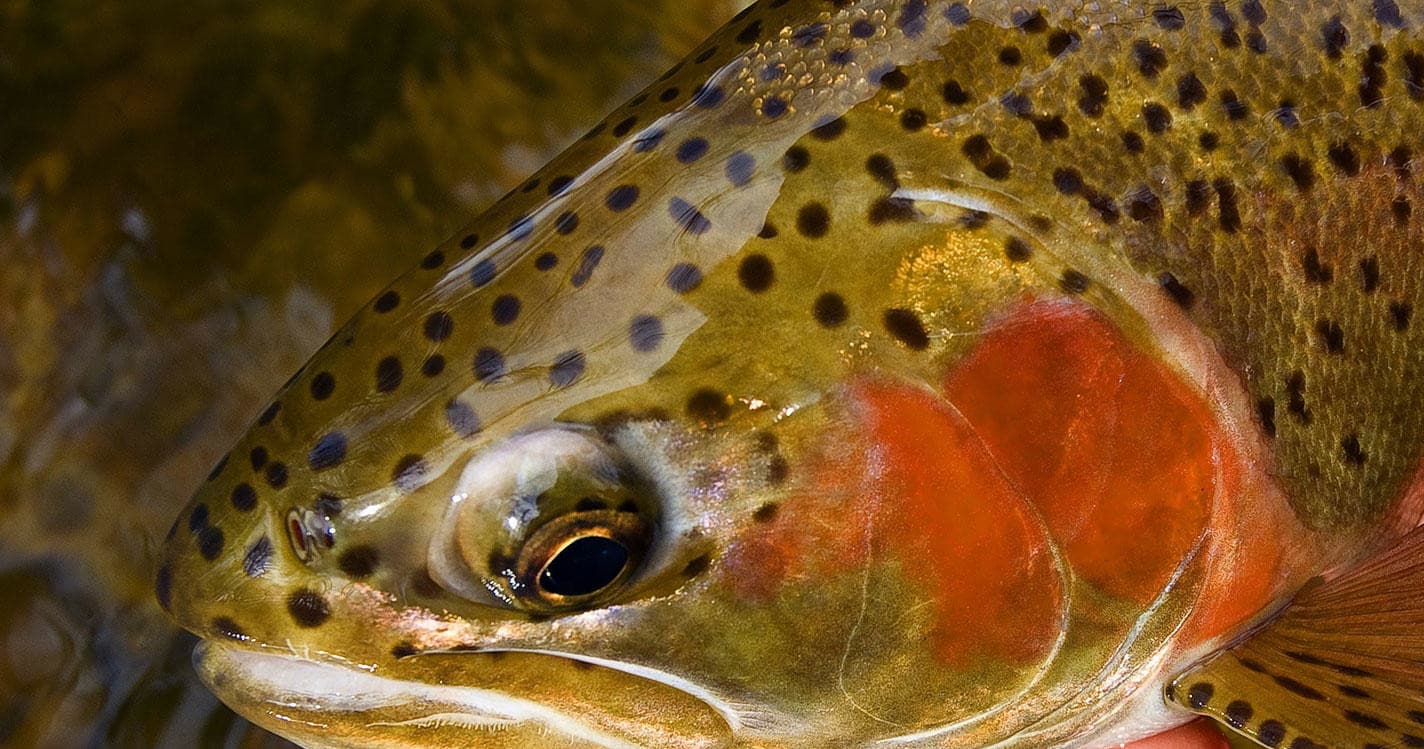 Rivers Edge Outfitters team