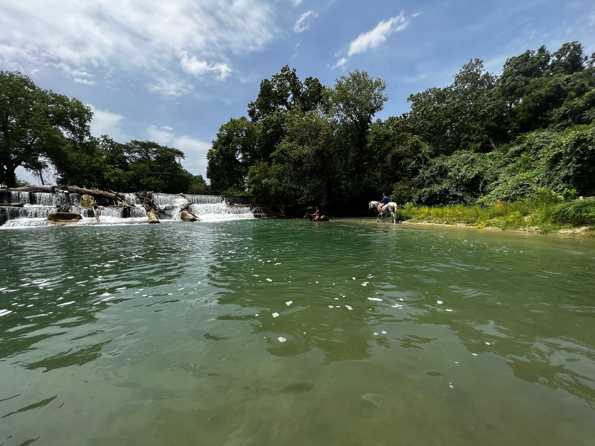 Staples River Experience: Swim with Horses in Austin, TX