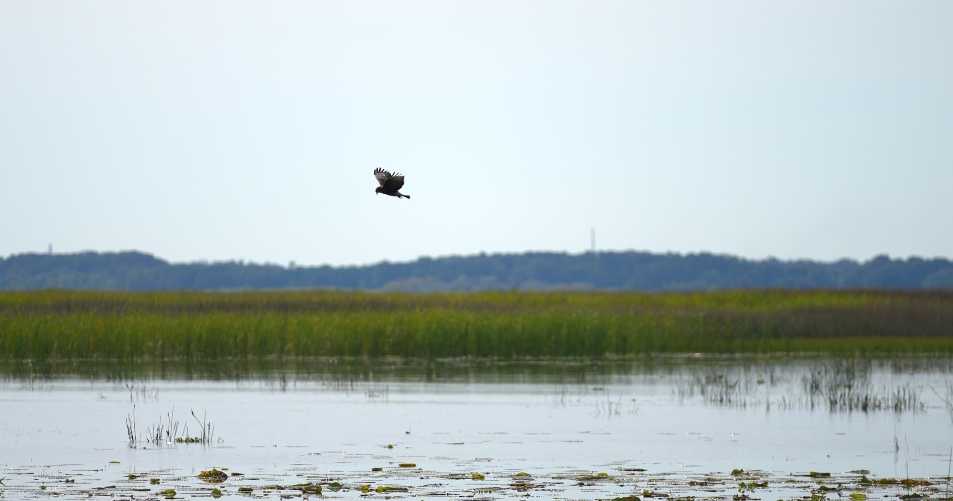 Explore the Florida Everglades: 90 Minute Wildlife Cruise from Kissimmee