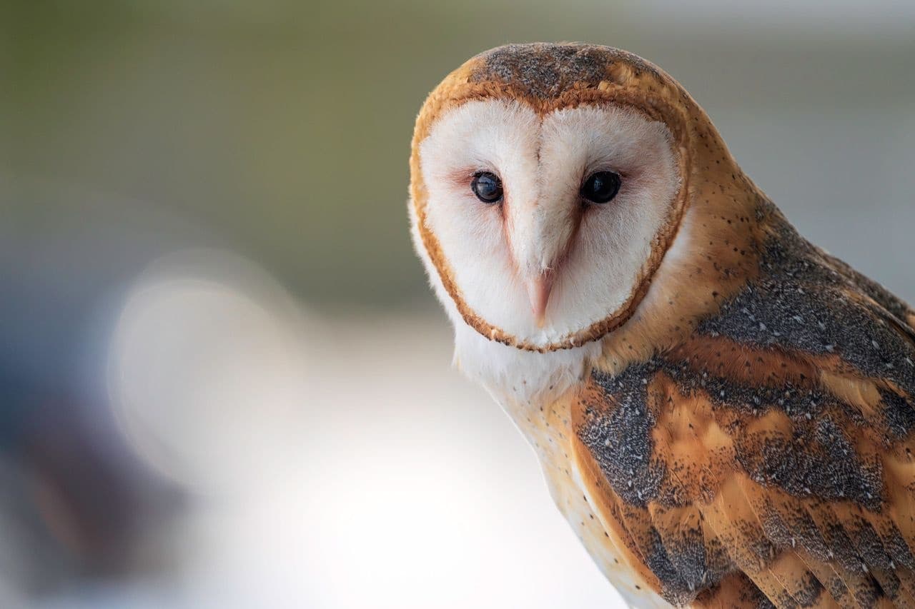 Hands-On Falconry in Flemington: Fly a Hawk and Barn Owl (90-Minute Experience)