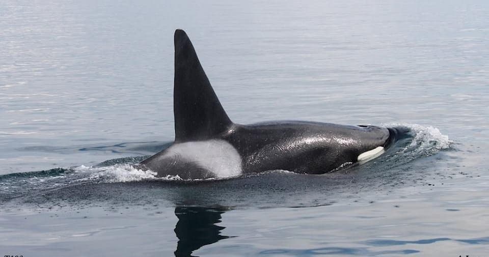 Evening Whale Watching Tours