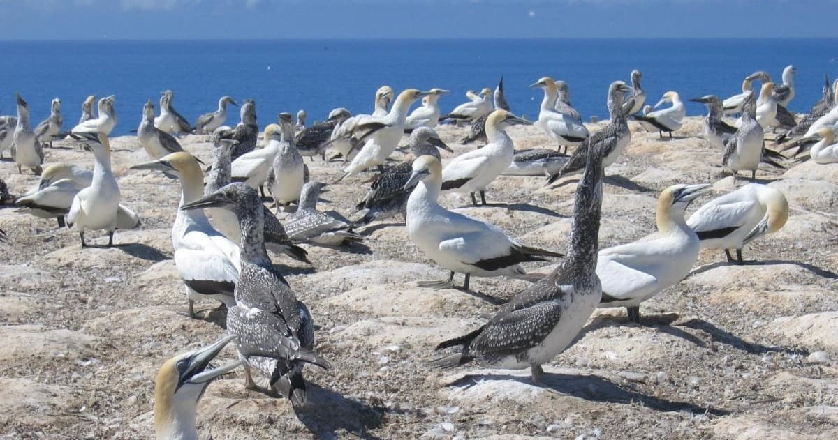 Muriwai Gannet Colony Tour with Auckland & Beyond Tours