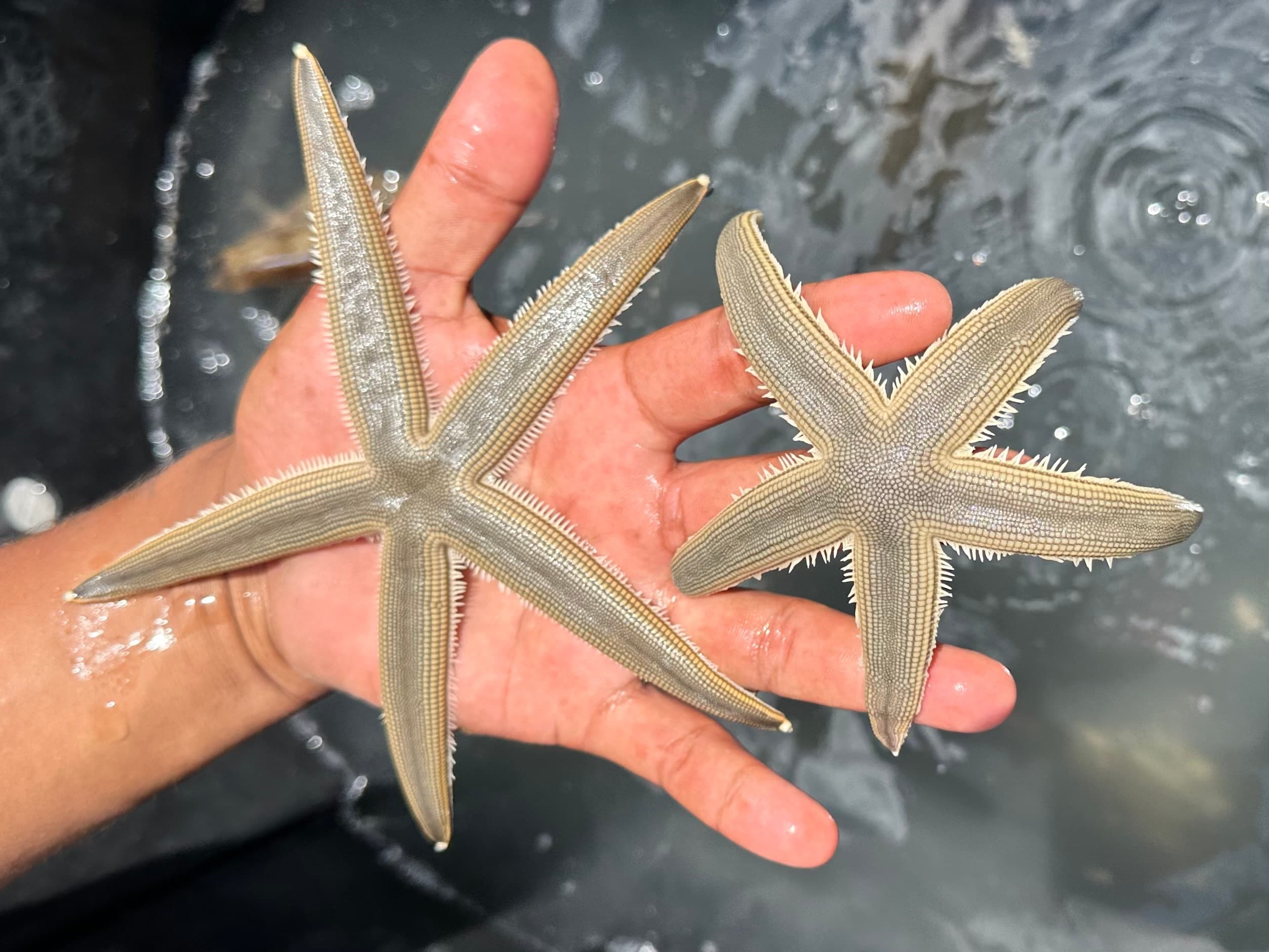 Hand holding two starfish over water, shallow coastal tidepool find