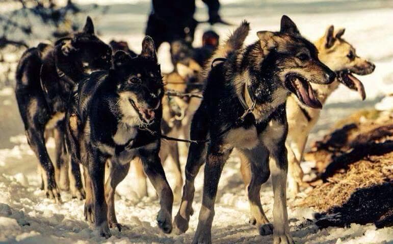Energetic husky team sprinting through snowy wilderness trail