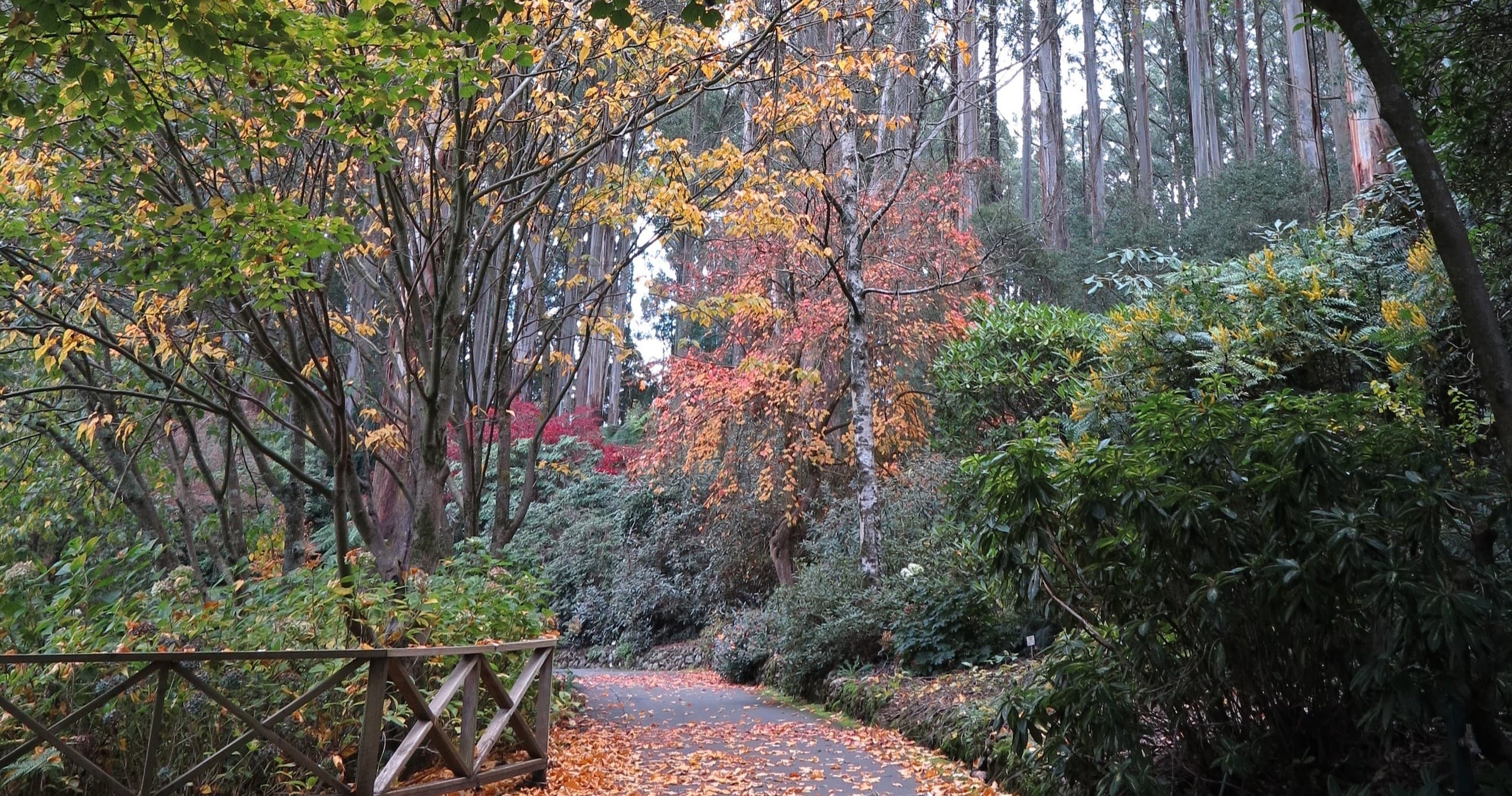 Land Adventures in Yarra Valley - Dandenong Ranges Tour with Lunch