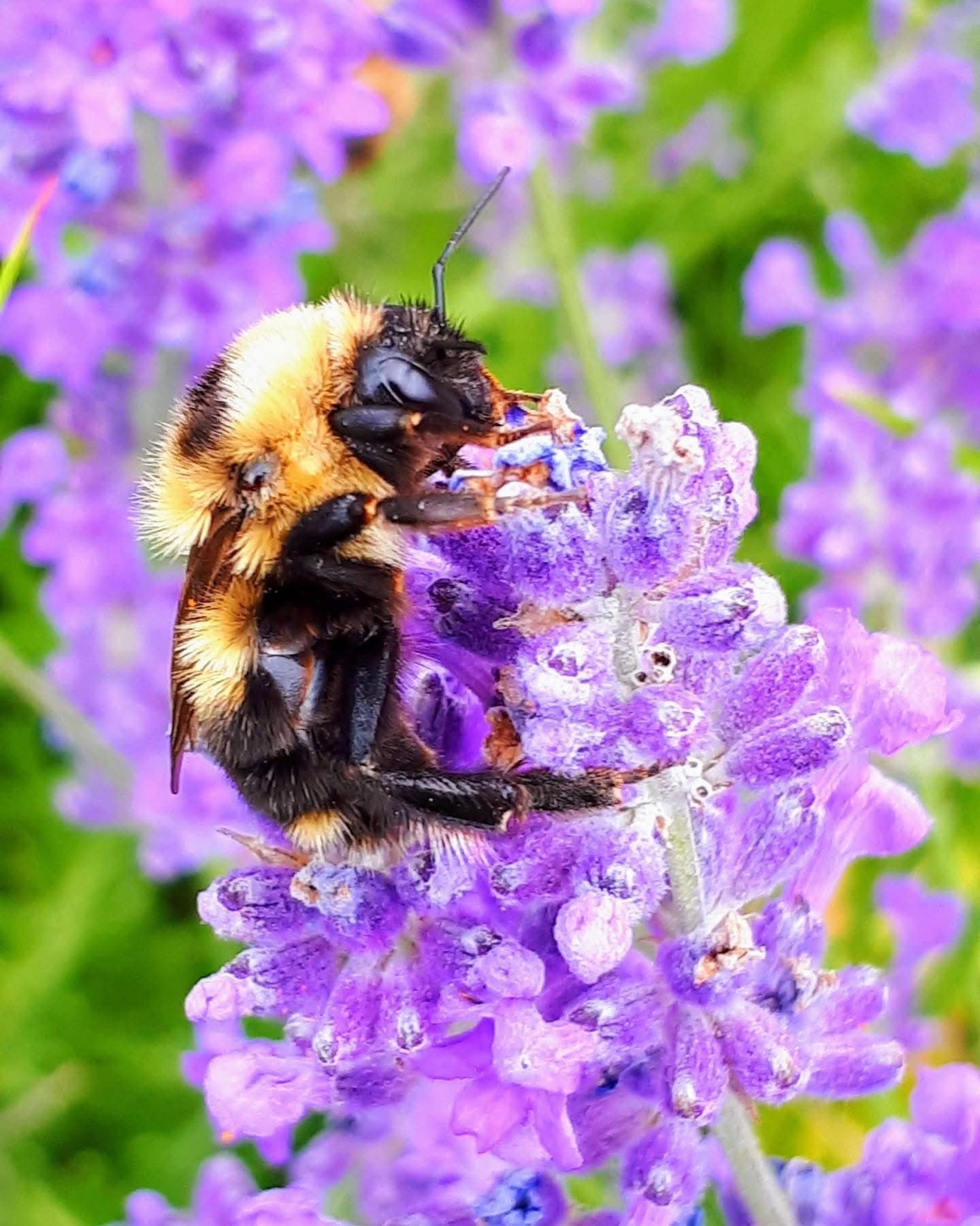 Wild Honey & Bees Experience at Meadow Vista Honey Wines, Kelowna