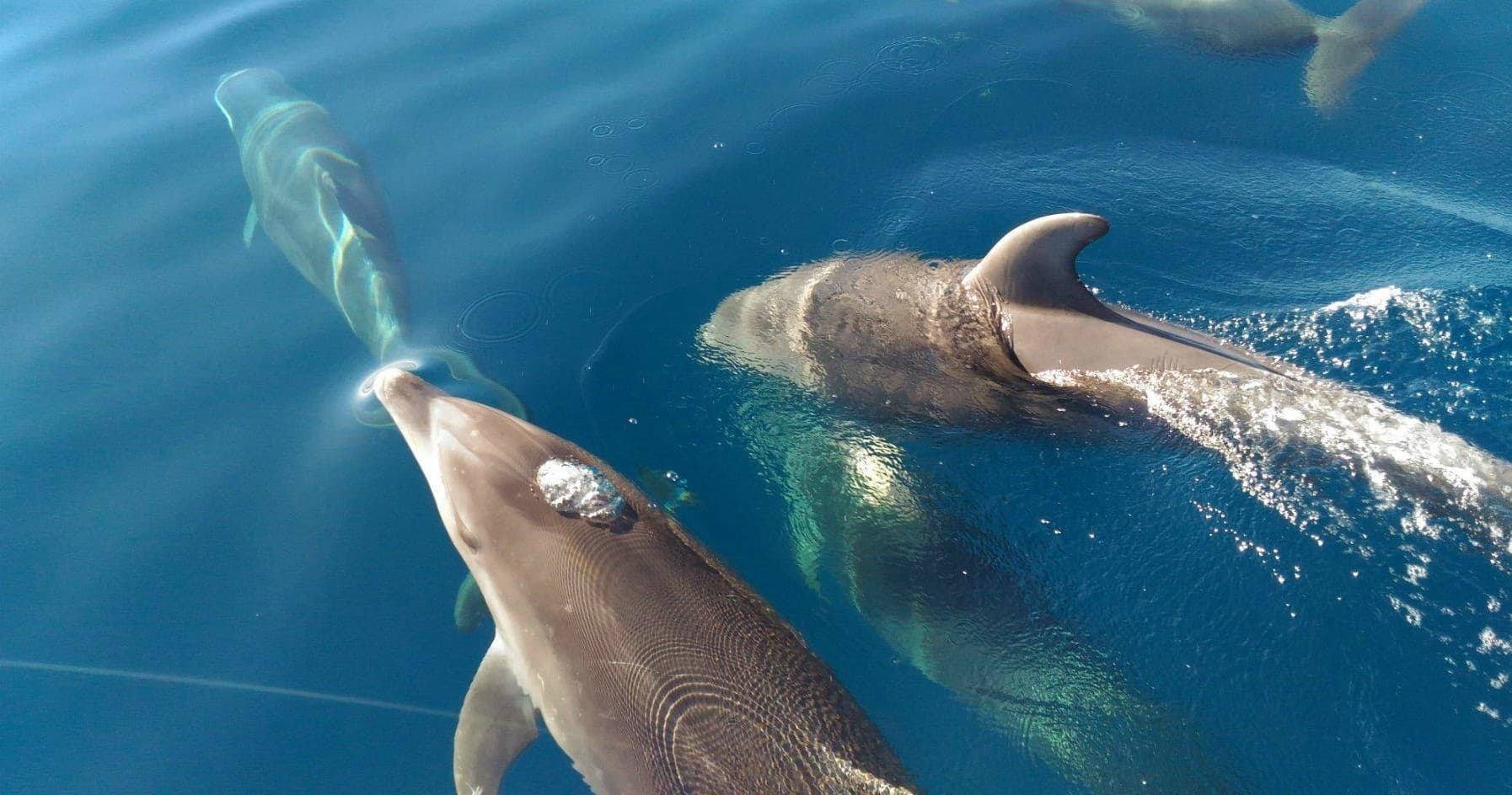 Wild dolphins swimming near boat in clear Algarve waters