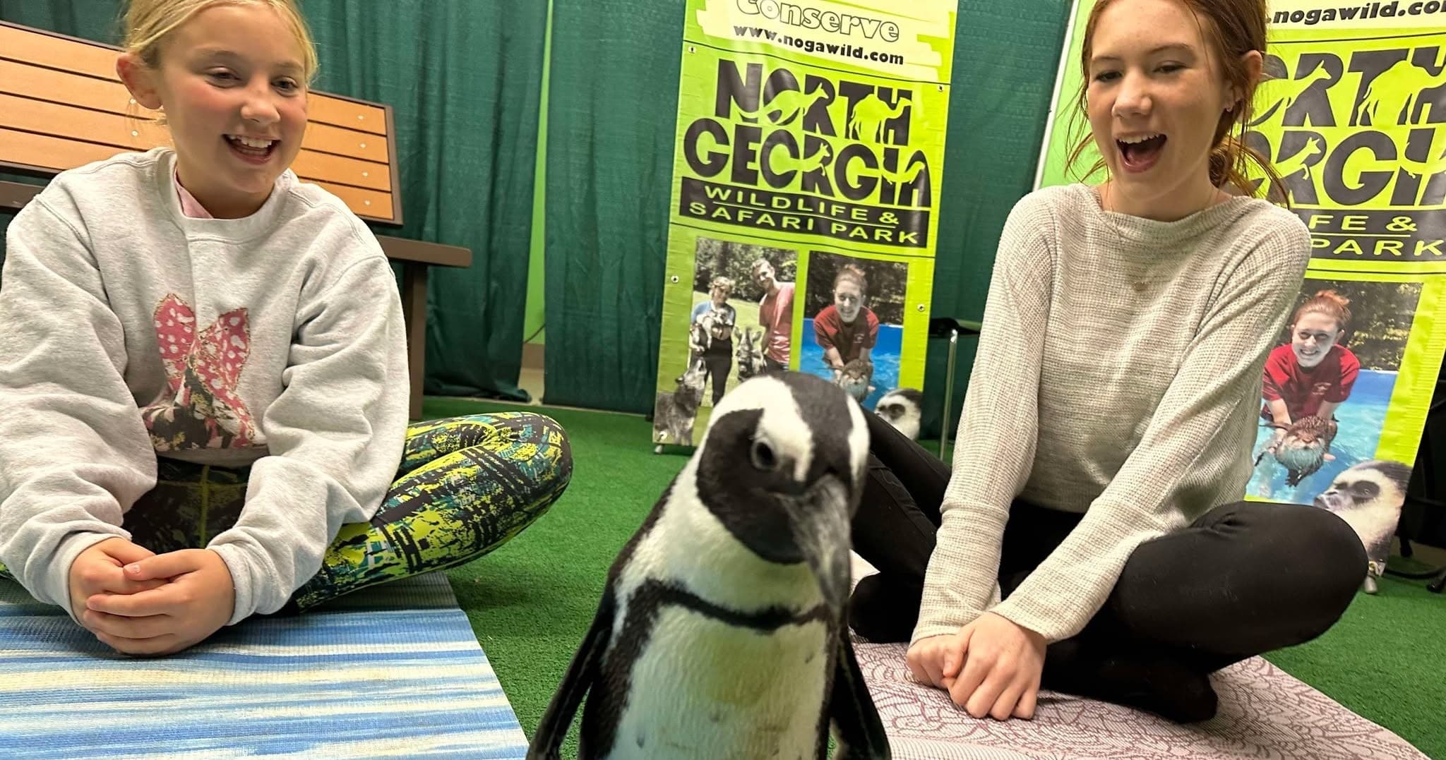 Penguin Meet & Greet in Cleveland, Georgia