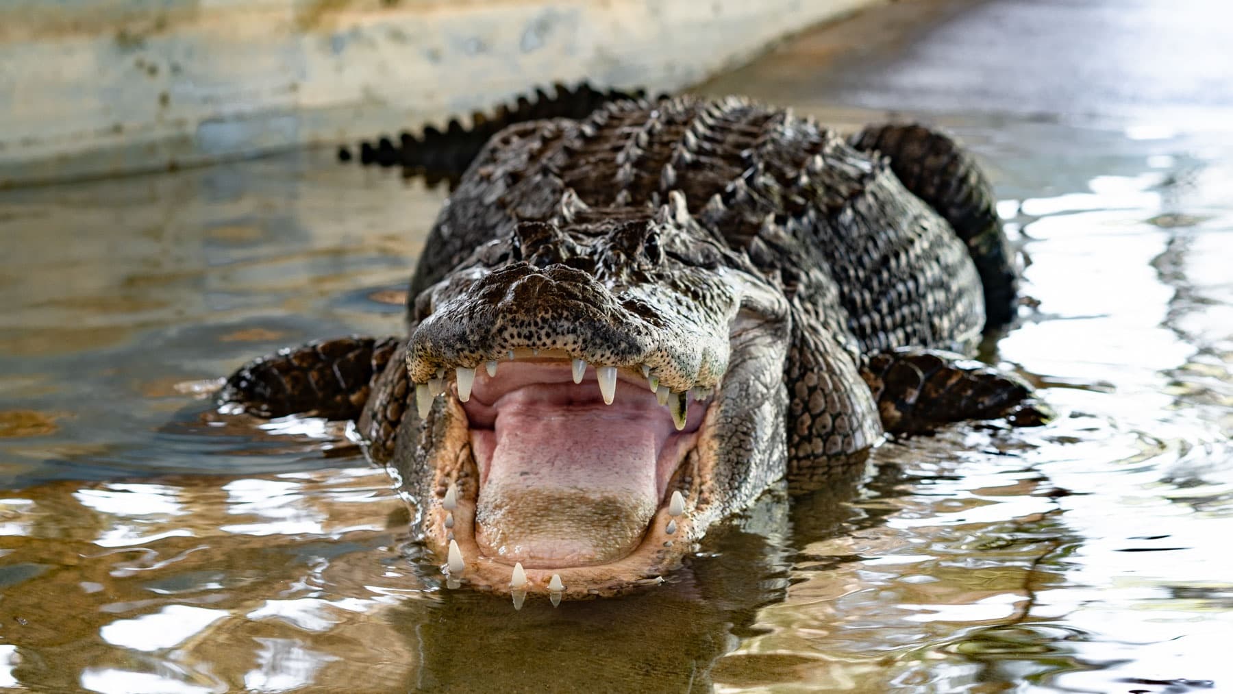 Animal Sanctuary & Alligator Park at Wooten's Everglades