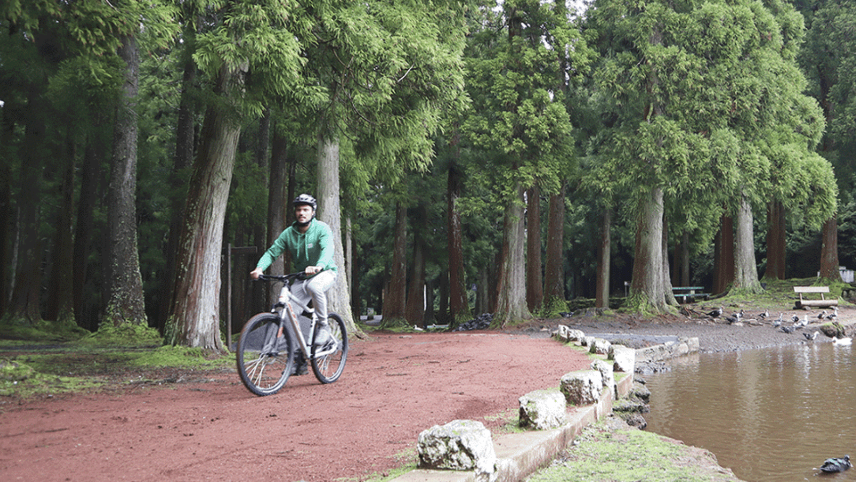 Cyclist riding forest trail through tall trees in Azores park