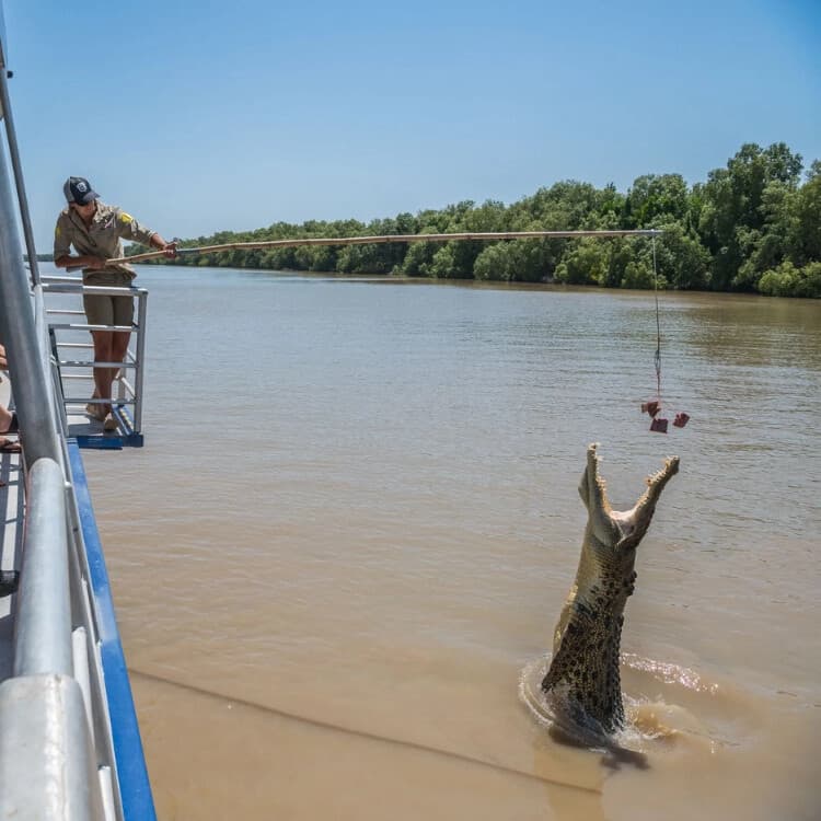 Darwin Jumping Crocodile Cruise — Watch Saltwater Crocodiles Leap on the Adelaide River