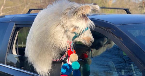Unique Llama Visits for Celebrations in Cedar Rapids IA