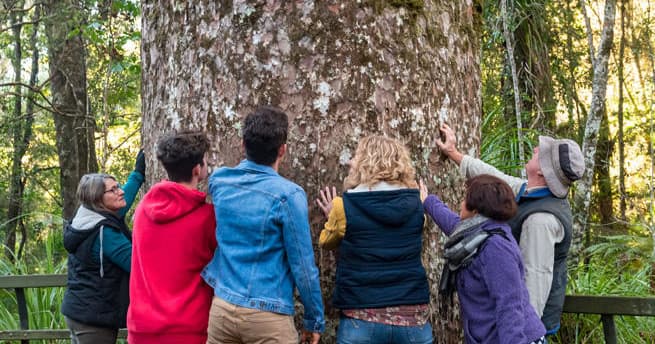 Land Adventures: Puketi Forest Eco Walk by Adventure Puketi