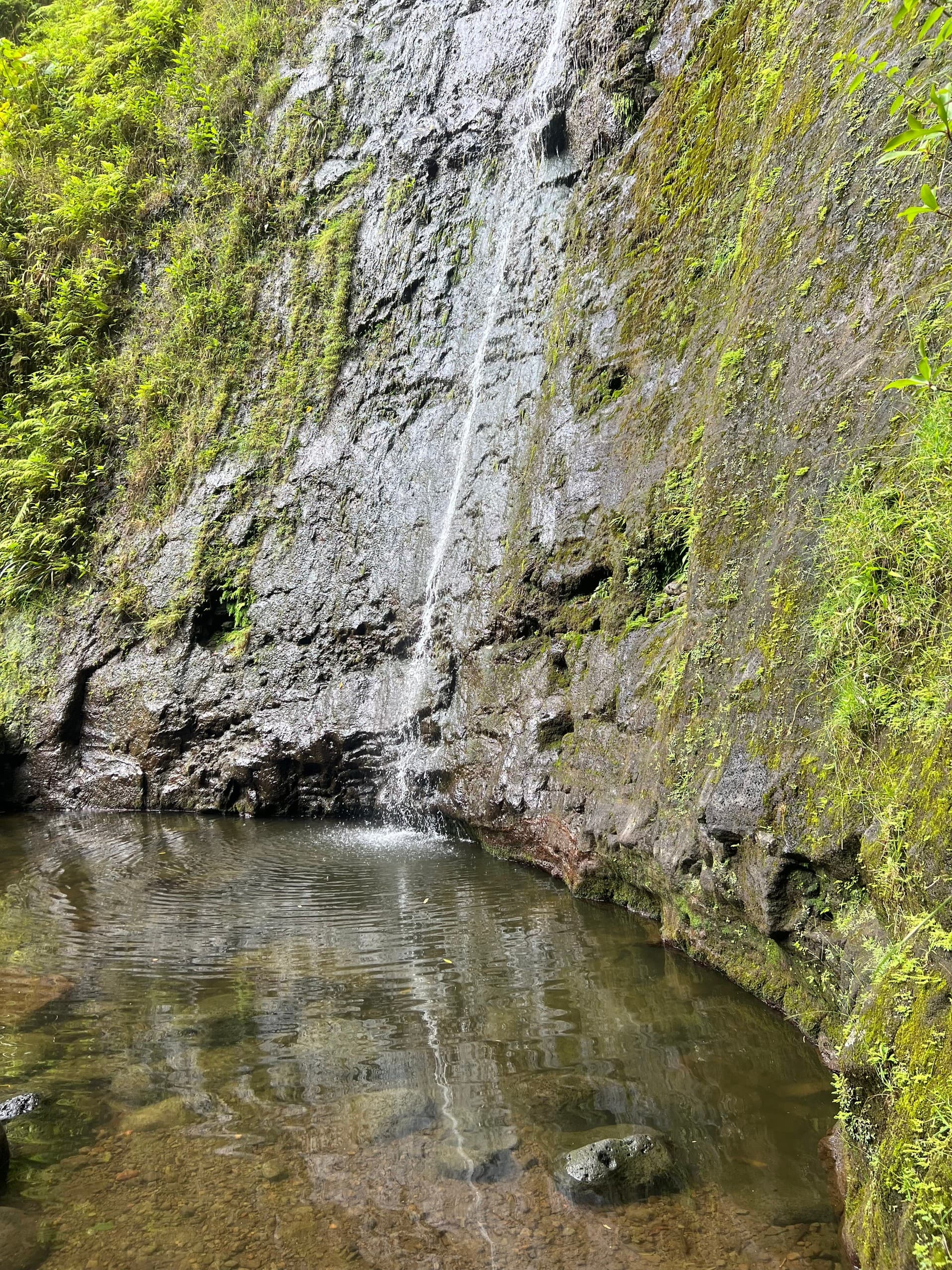 Morning Hike to Manoa Falls: Guided 150-Foot Waterfall Trip from Waikiki