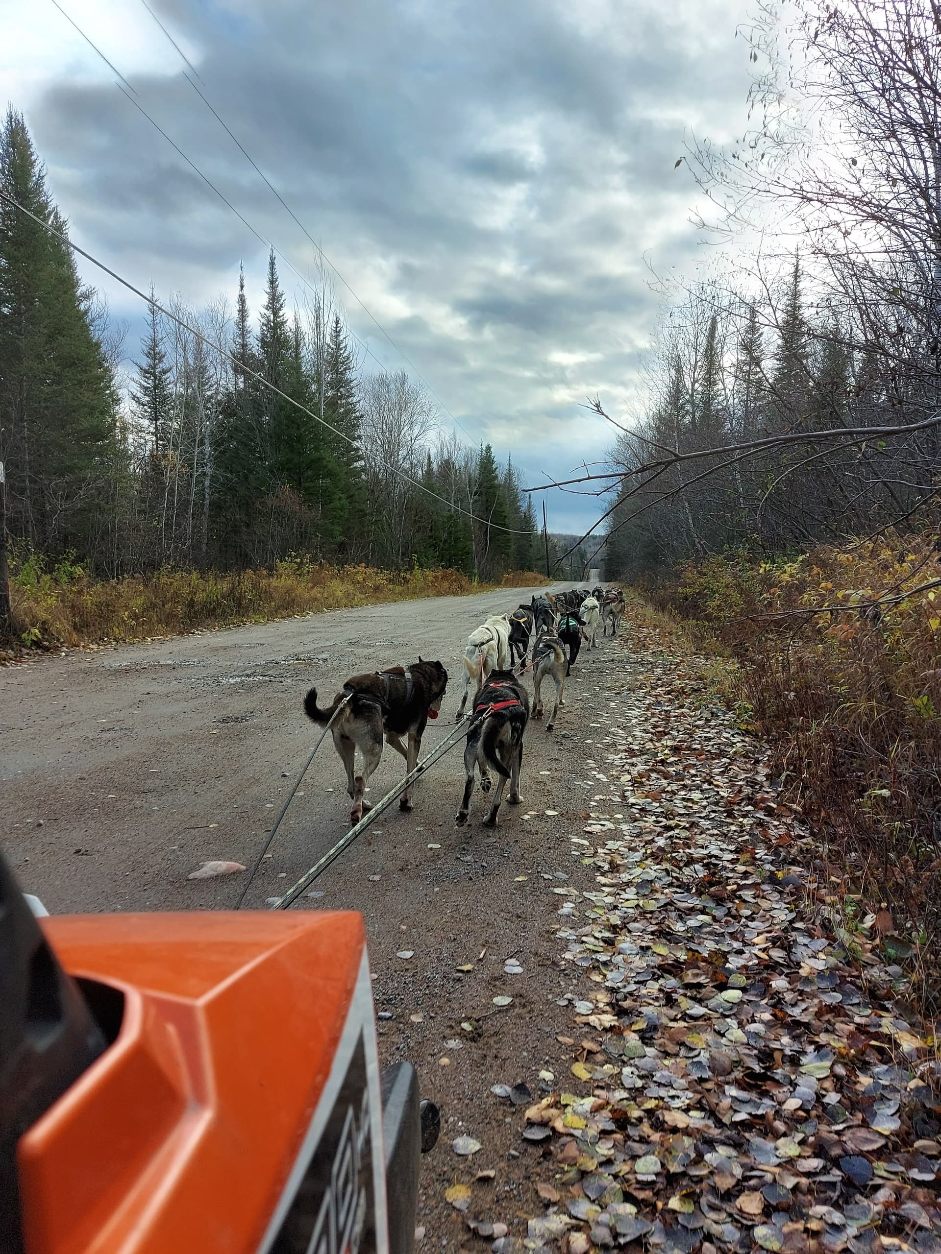Dog sled team trotting along autumn dirt road with ATV