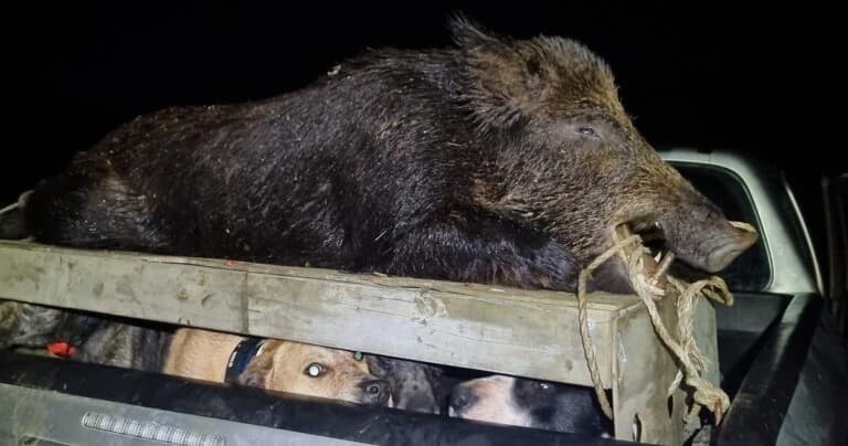 Maori Dog-Led Wild Pig Hunt in New Zealand's Far North photo 1