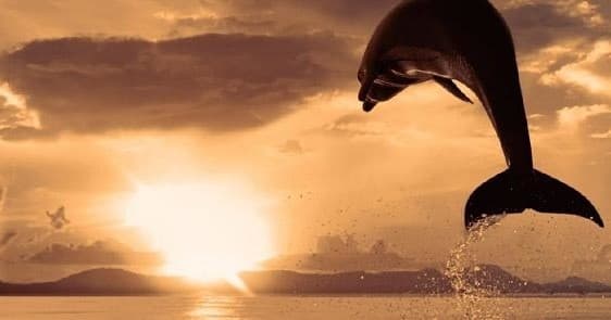 Dolphin leaping at sunset over open ocean, dramatic silhouette
