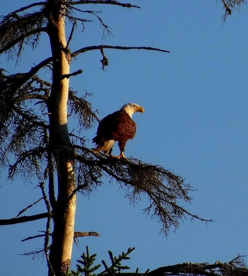 Bald eagle perched on coastal pine, wildlife viewing near shore