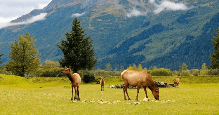 Epic Bike and Beast Tour in Girdwood, Alaska