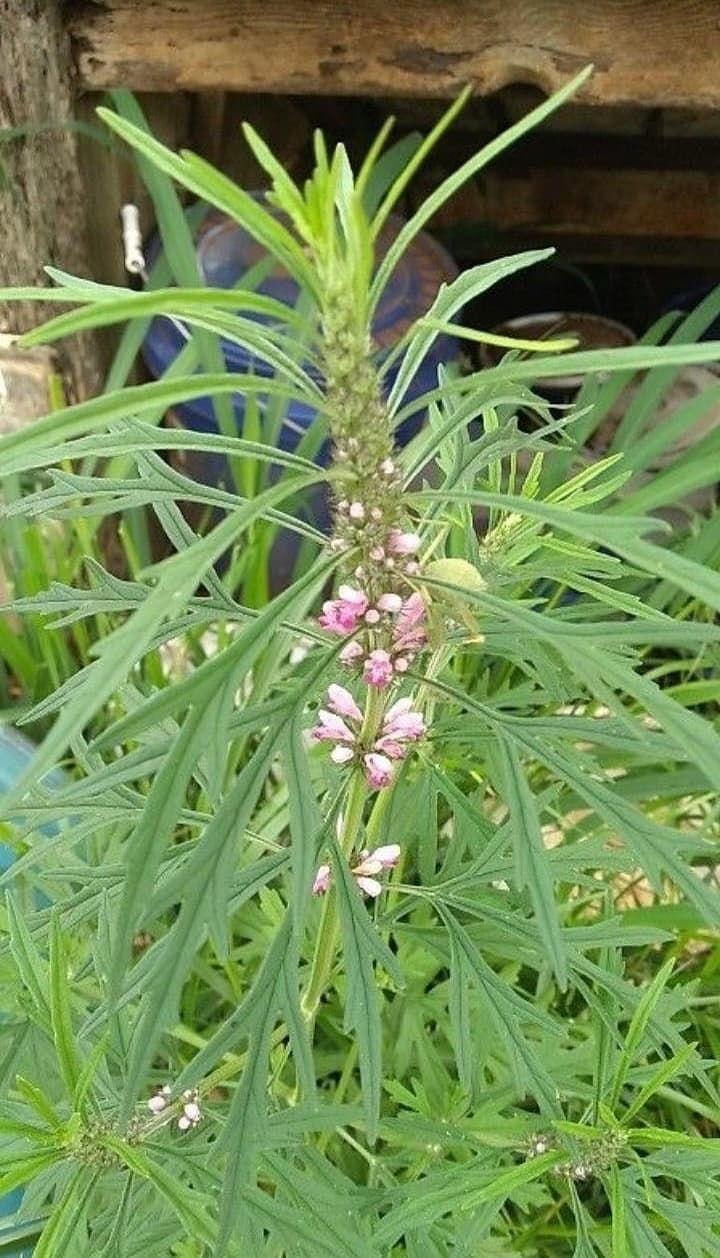 wild-medicine-making-experience-kula-maui-hands-on-herbal-workshop photo 4