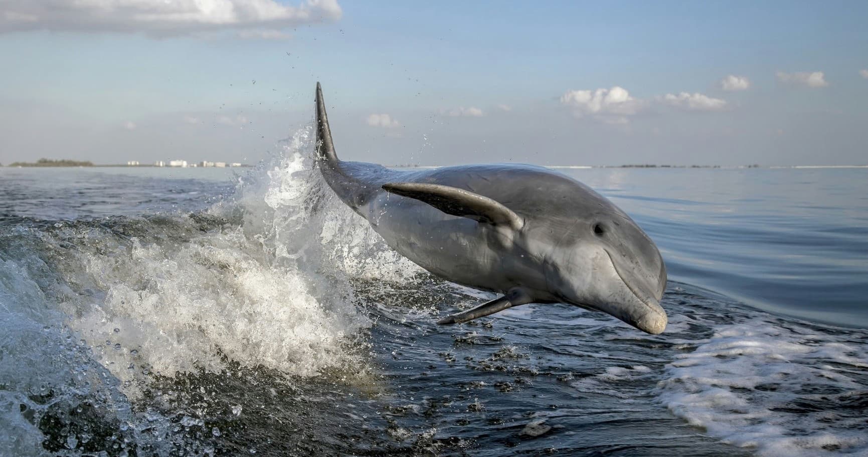 Wildlife & Sunset Cruise by Havoc Charters in Virginia Beach