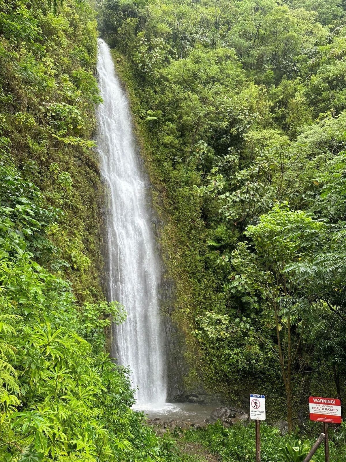 Morning Hike to Manoa Falls: Guided 150-Foot Waterfall Trip from Waikiki photo 3