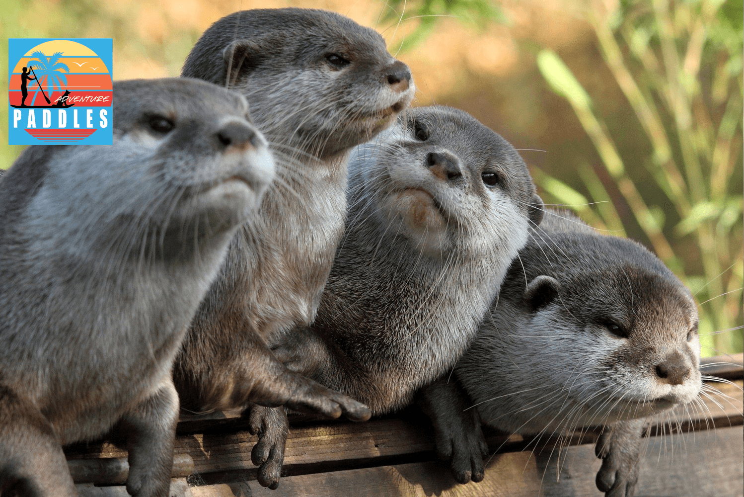 Otterly Sunset Paddle at Ray Roberts Johnson Branch Park
