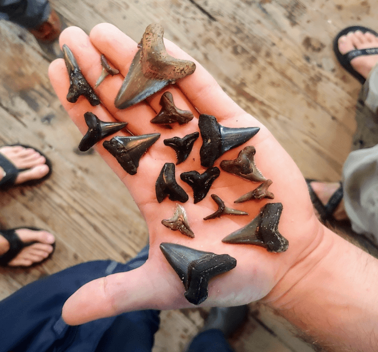 Unearth Ancient Treasures on the Teeth & Fossil Charter at Folly Beach