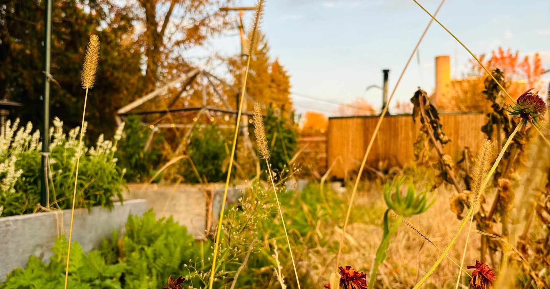 Sunlit community garden beds with raised planters and fence