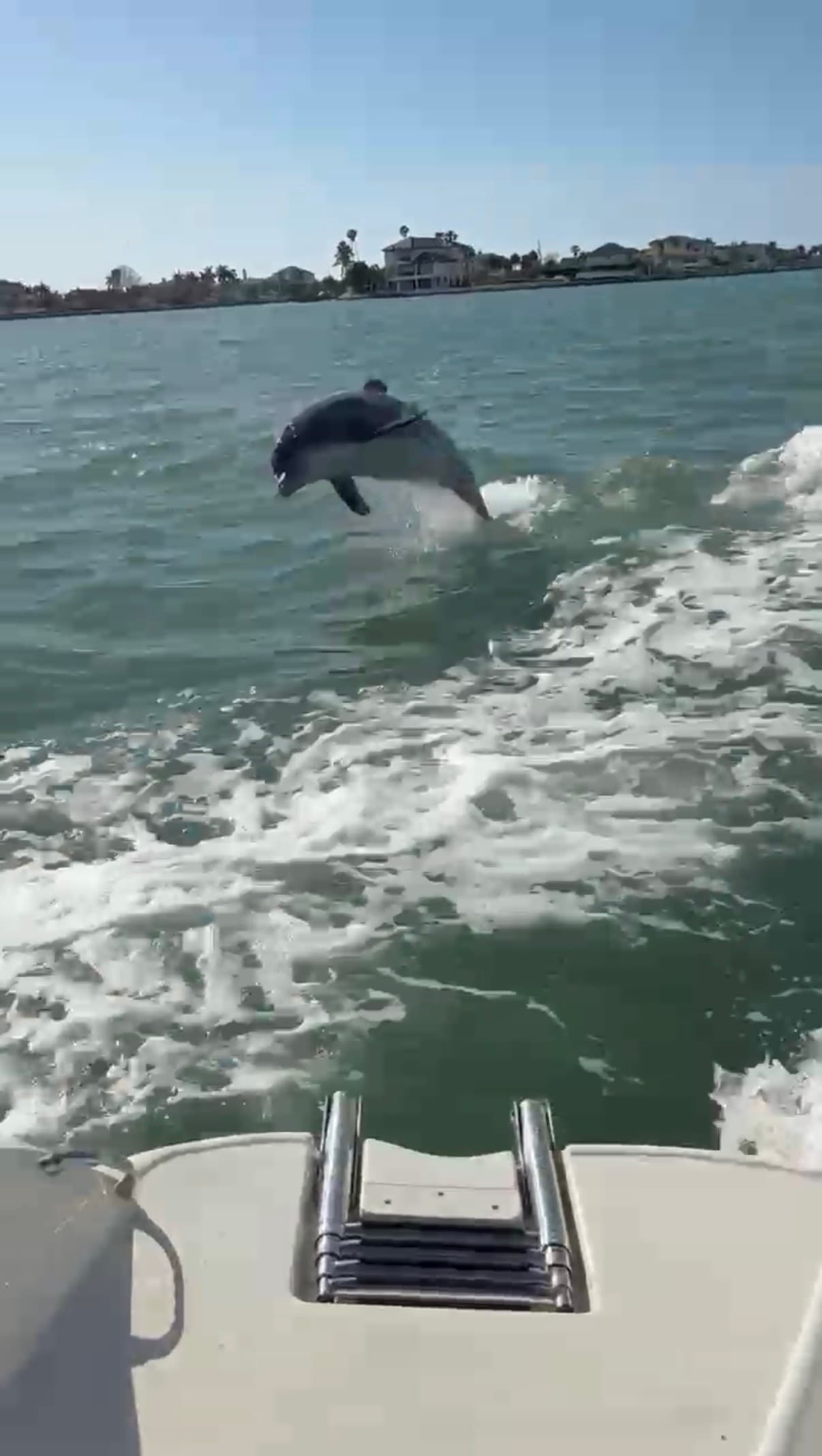 Private Dolphin & Sightseeing Charter in St. Petersburg — 3-Hour Tampa Bay Cruise
