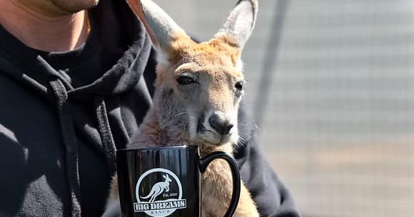 Coffee with Kangaroos in Ira Township: Morning Wildlife Encounter in Michigan