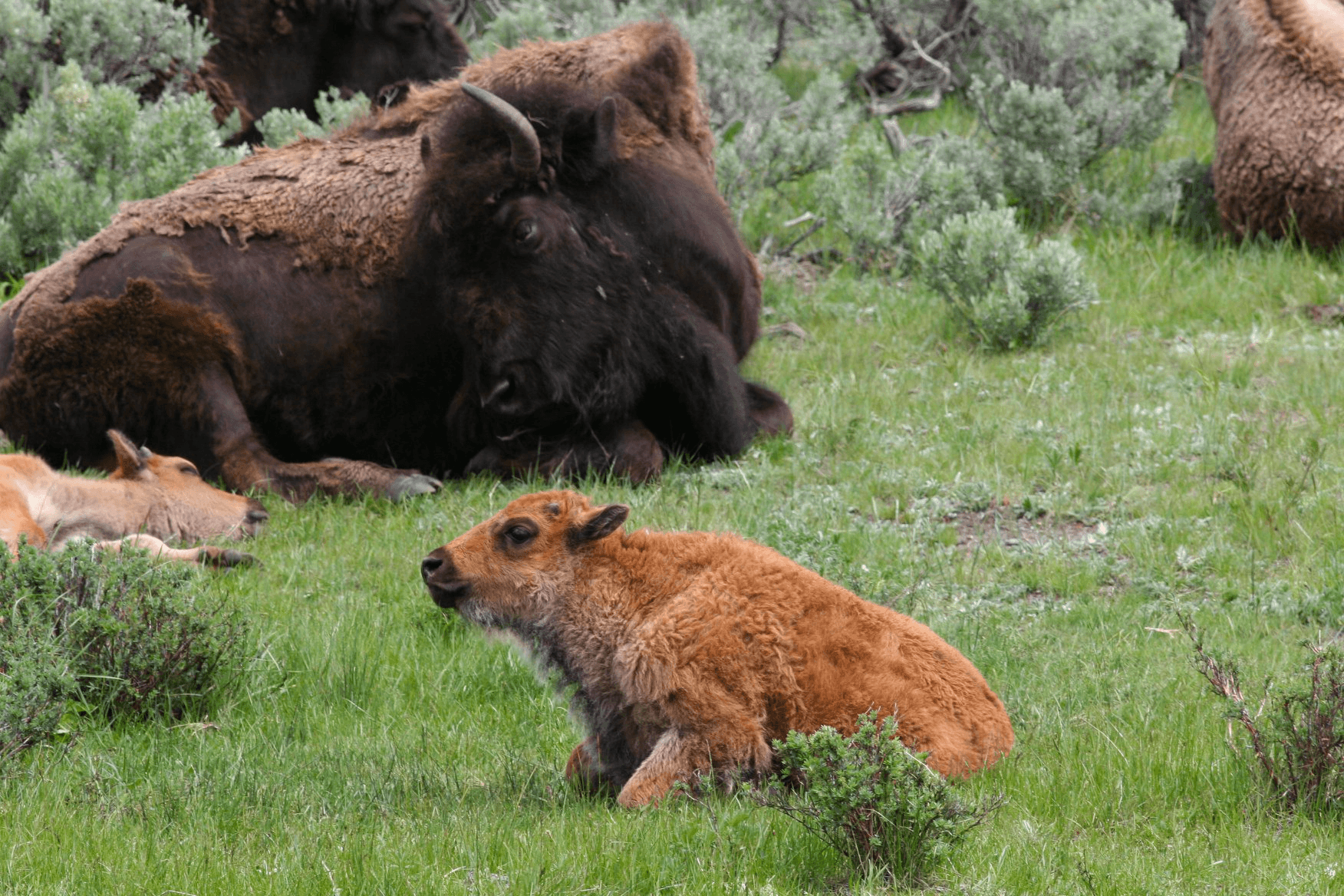 Wildlife & Geothermal Adventures at Yellowstone National Park