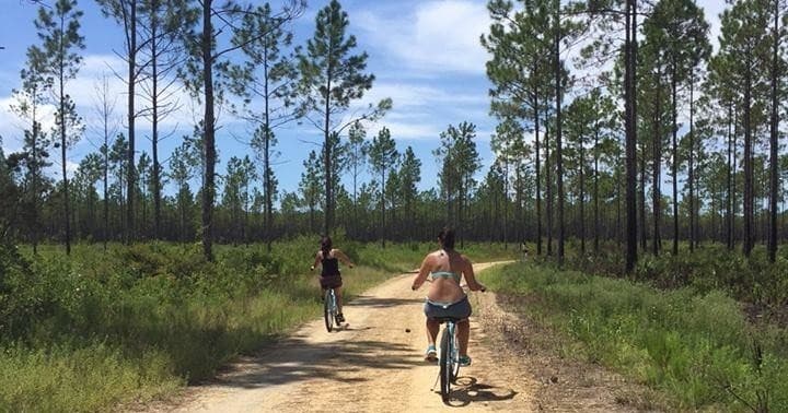 Two cyclists riding on a pine forest trail in open landscape