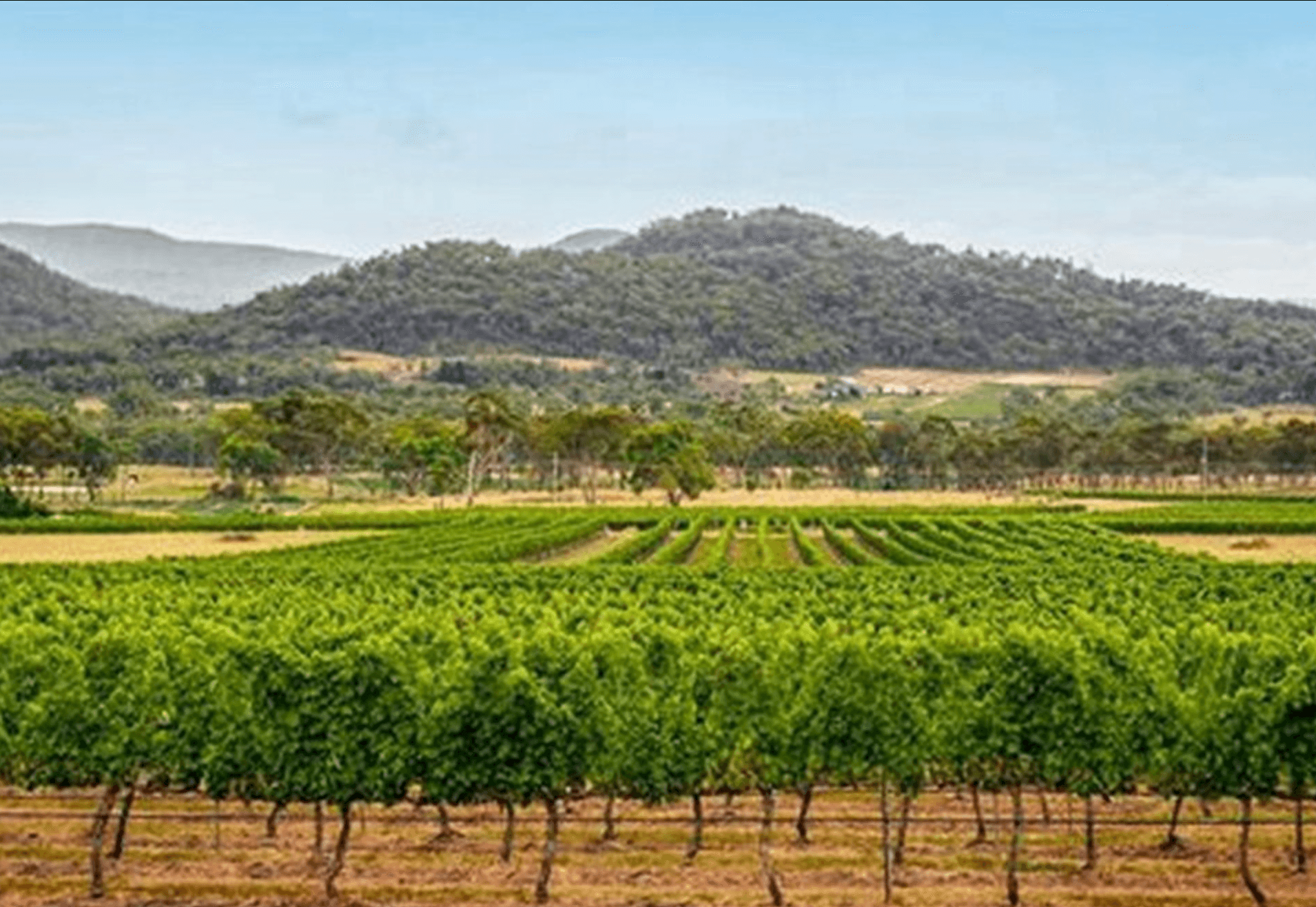 Granite Belt by Heritage Rail: Downs Explorer Winery & Regional Bus Tour from Warwick photo 4