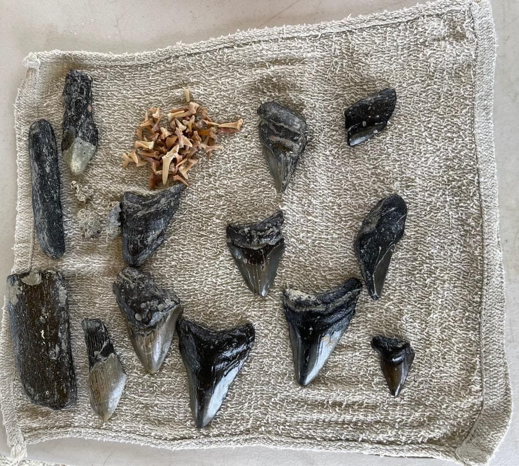 Great White Standard Dig Shark Tooth Hunting in North Myrtle Beach