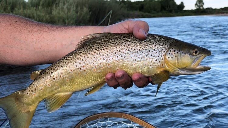 Big Wind River Float Trips and Fly Fishing team