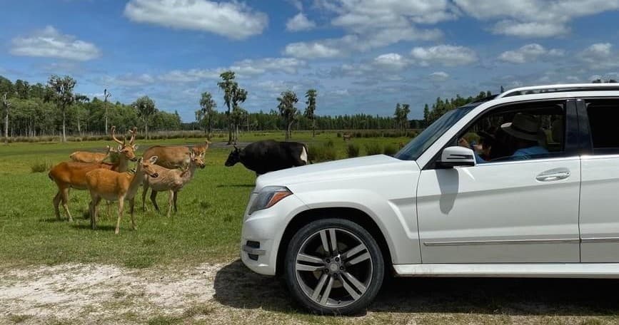 Drive-Thru Safari Tour at Safari Wilderness Ranch in Lakeland