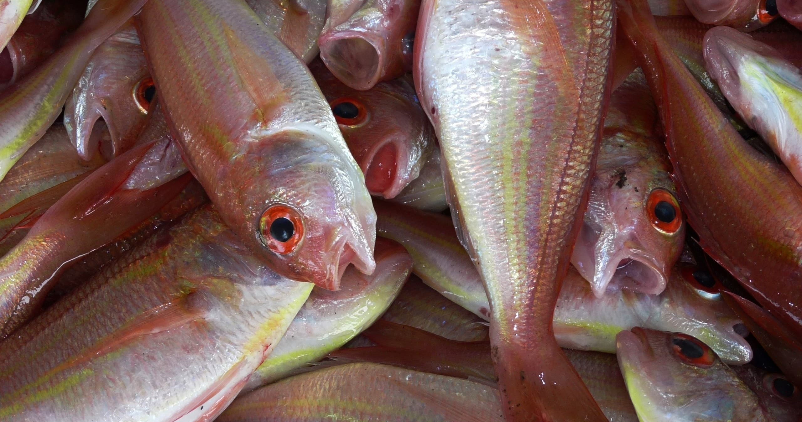 Full Day Fishing Charter with Lower Keys Offshore Adventures LLC in Little Torch Key
