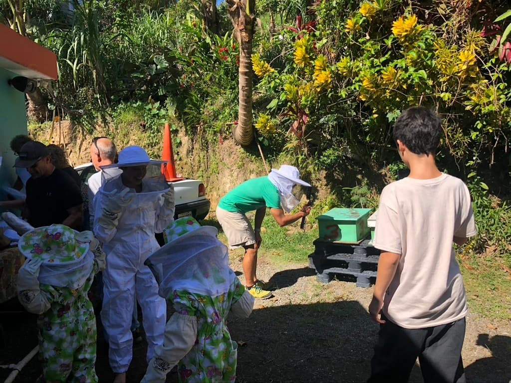 Apiary Experience in Aguada: Hands-On Beekeeping & Hive Ecology, Puerto Rico photo 2