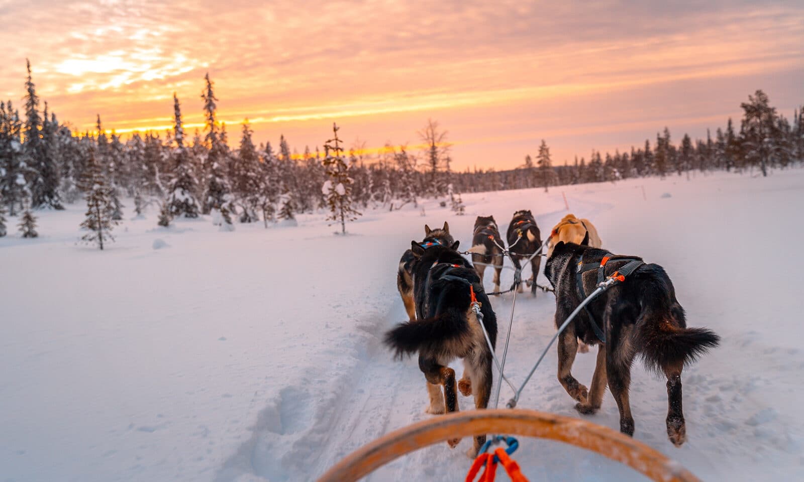 Winter Wildlife & Sledding at Husky Farm & Safari